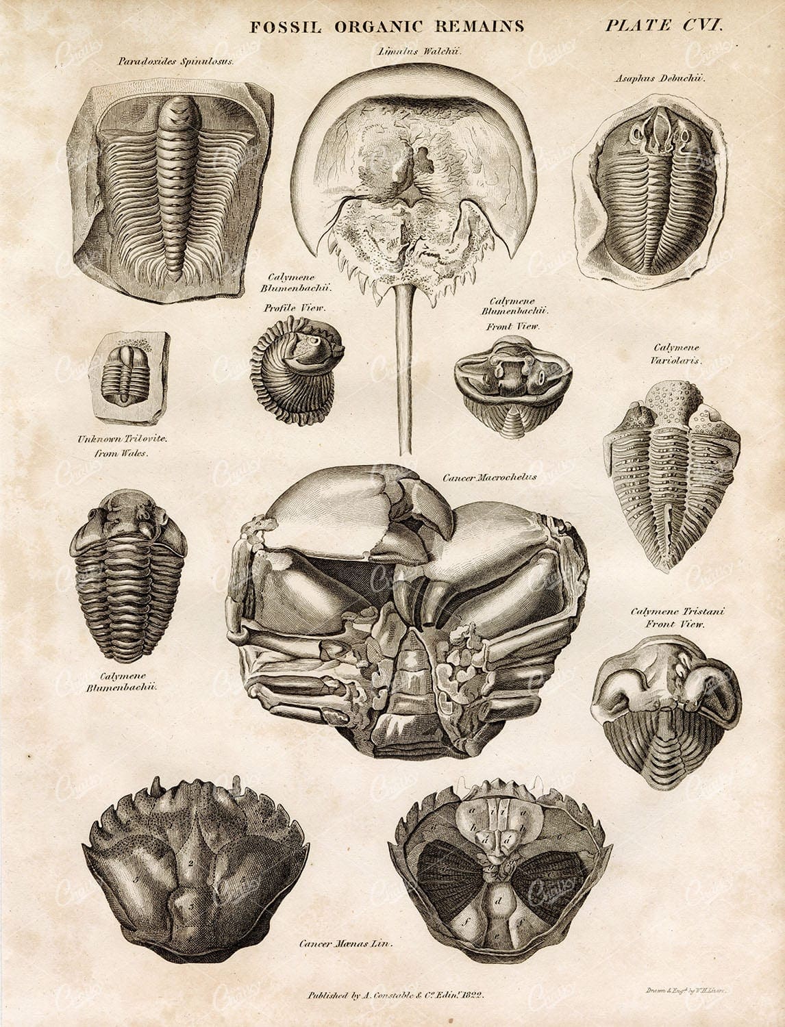 FOSSIL Remains - Horseshoe Crab and Other Species - 1822 Engraving