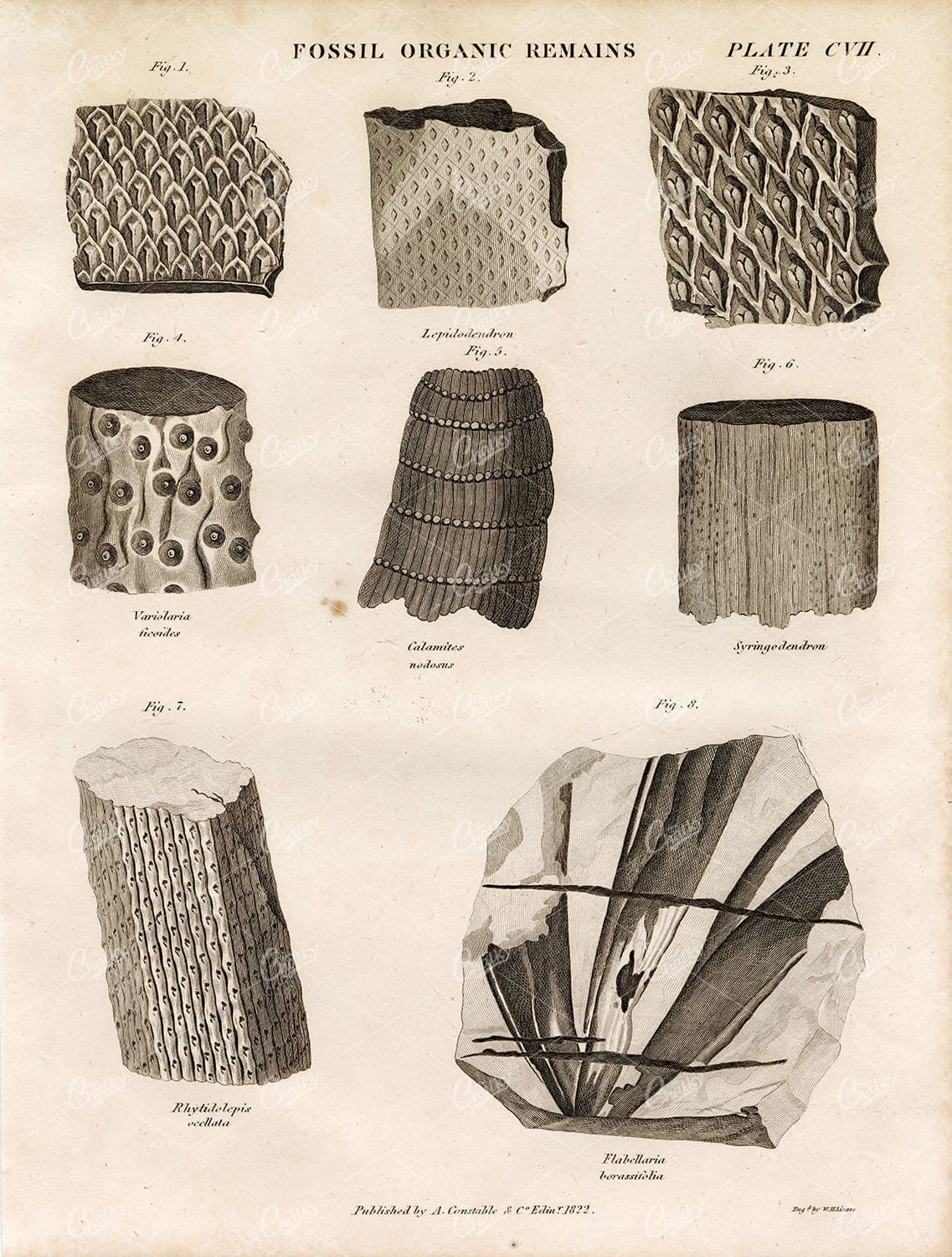 FOSSIL Organic Remains - Antique Original 1822 Encyclopedia Engraving