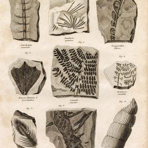 FOSSIL Organic Remains - Antique Original 1822 Encyclopedia Engraving