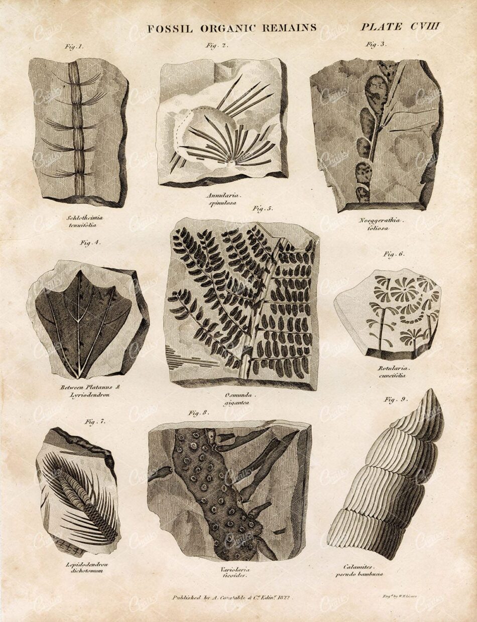 FOSSIL Organic Remains - Antique Original 1822 Encyclopedia Engraving