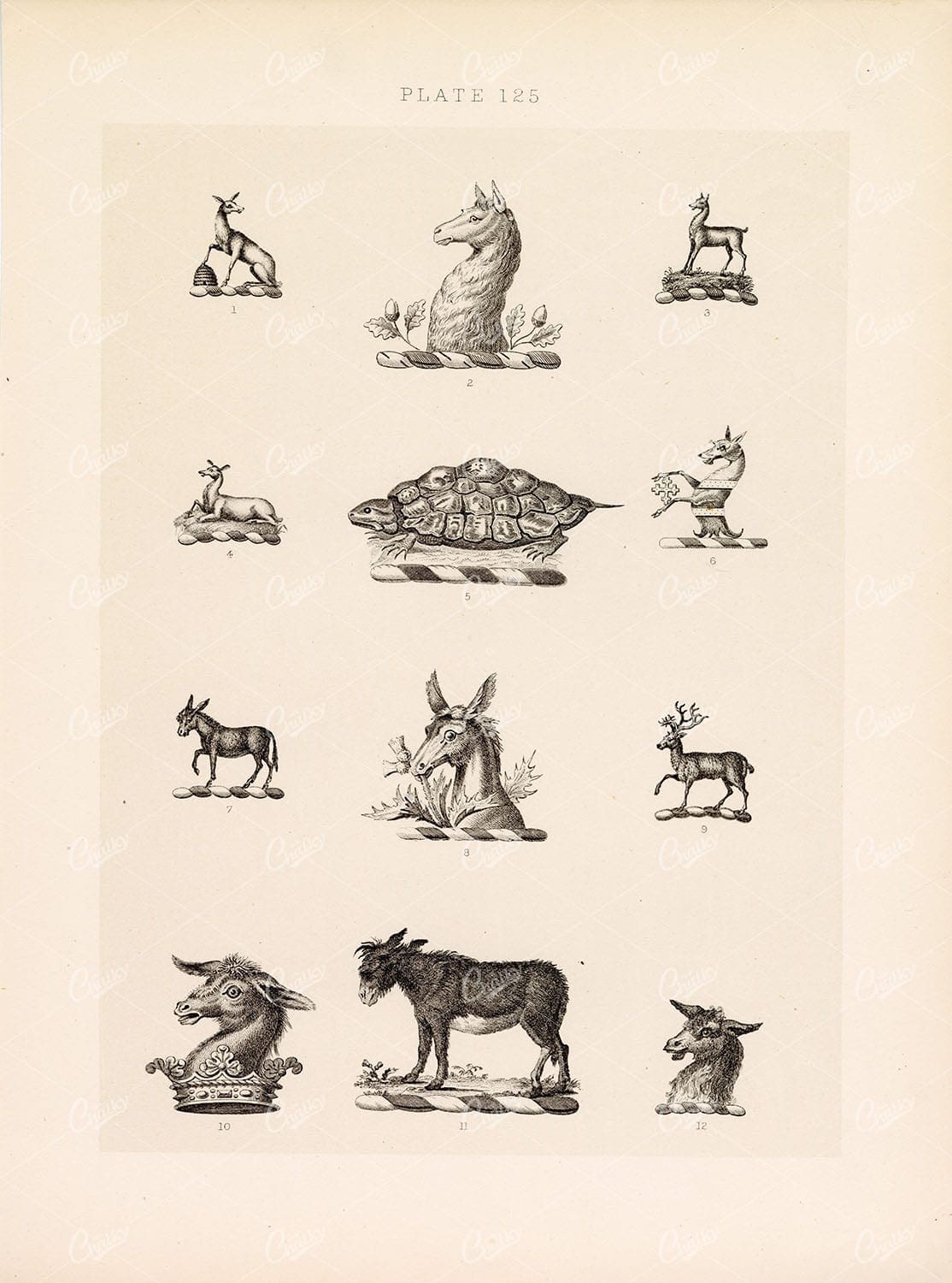 ANTIQUE Original Old Print - Heraldry Crests c1900s Donkeys Animals