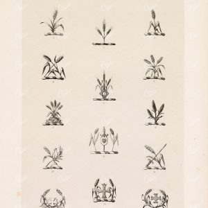 ORIGINAL Old Antique Print - Plate Heraldry Crests c1900s Crops Grass