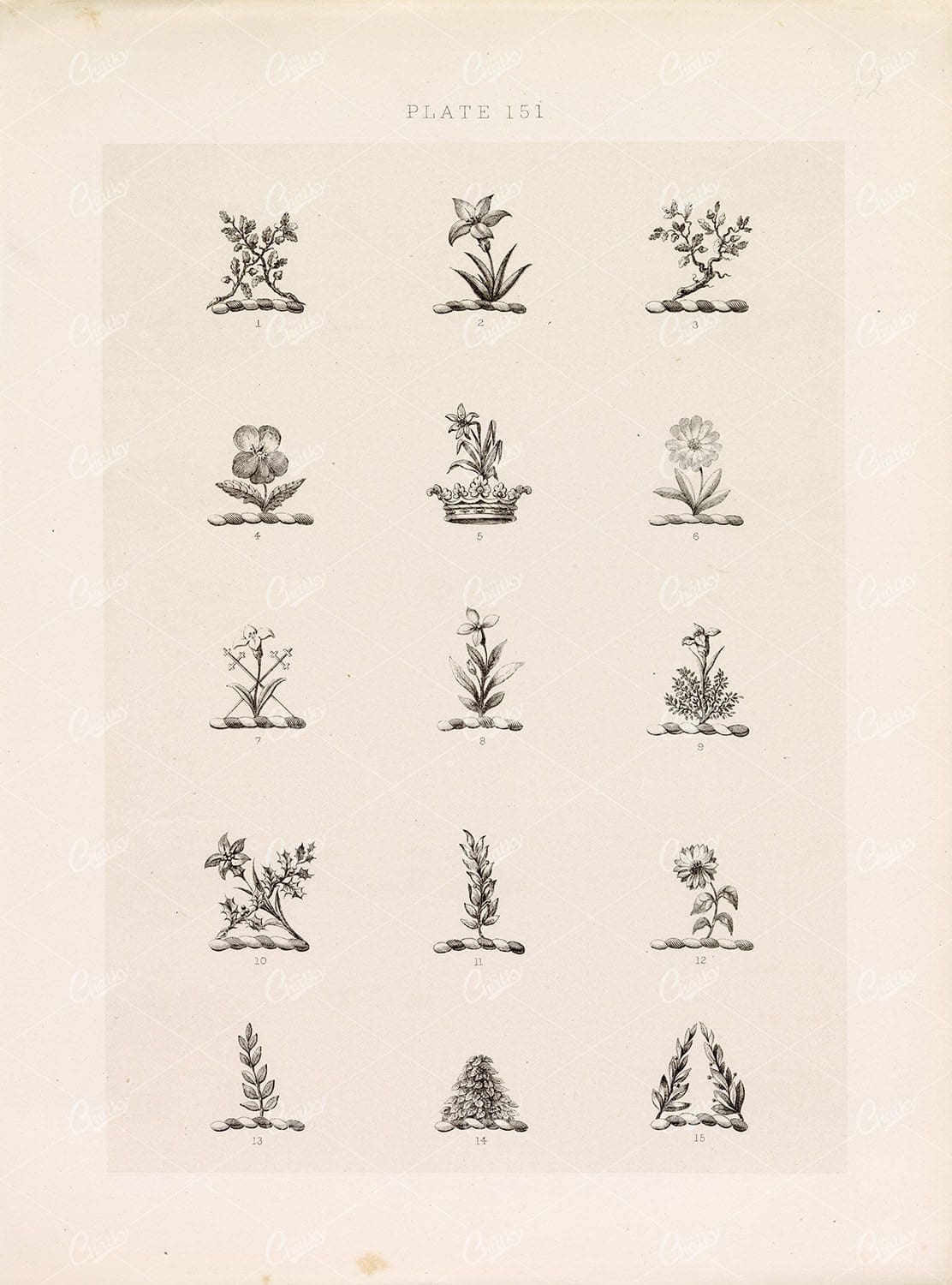 ANTIQUE Original Old Print - Plate Heraldry Crests c1900s Head Plants