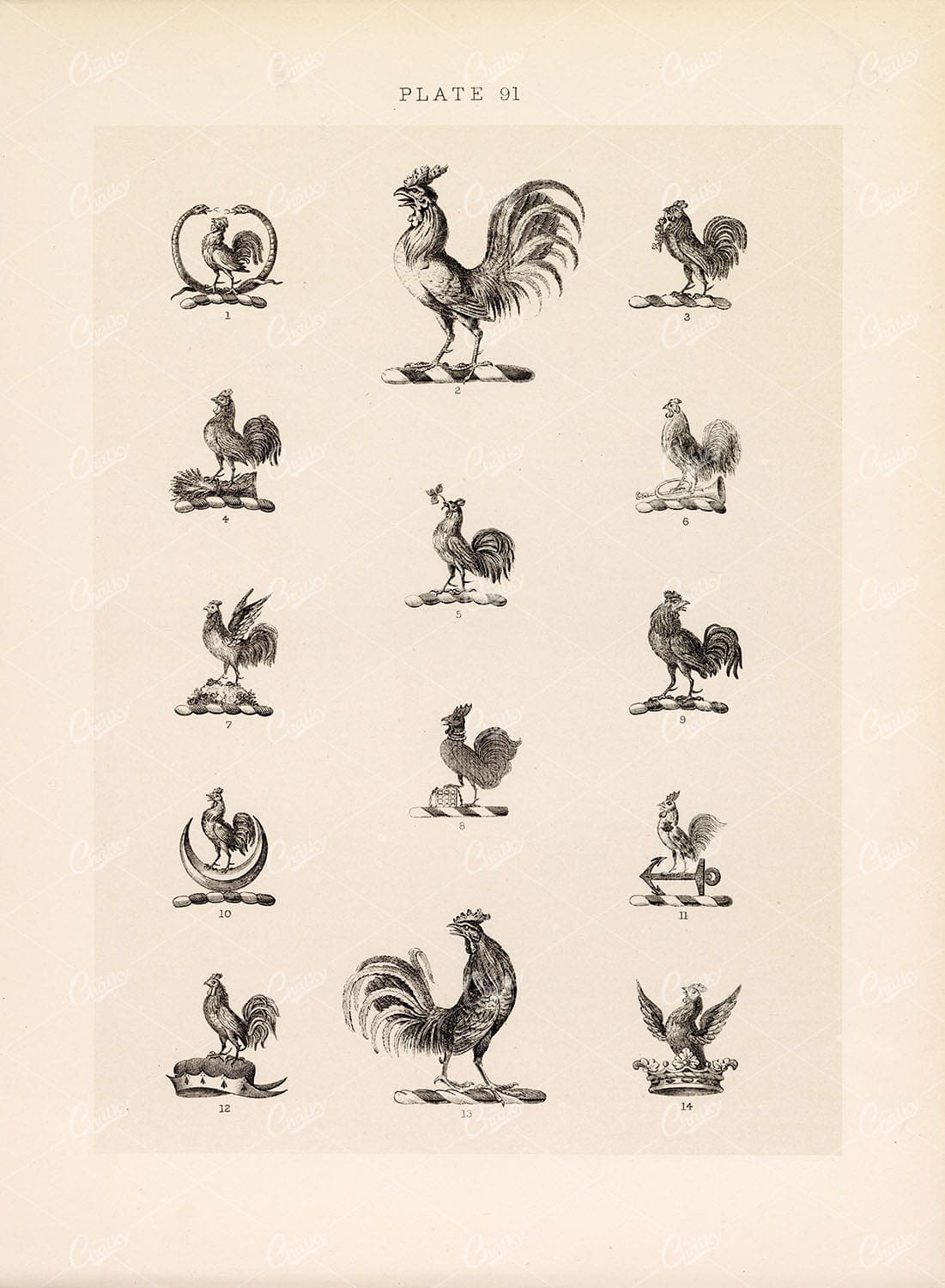 ANTIQUE Original Old Print - Plate Heraldry Crests c1900s Cockerels Birds