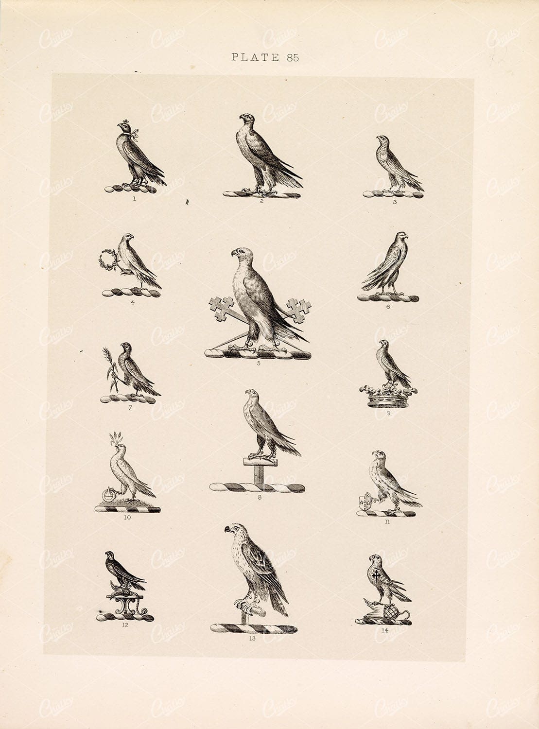 ORIGINAL Old Antique Print - Heraldry Crests c1900s Winged Birds