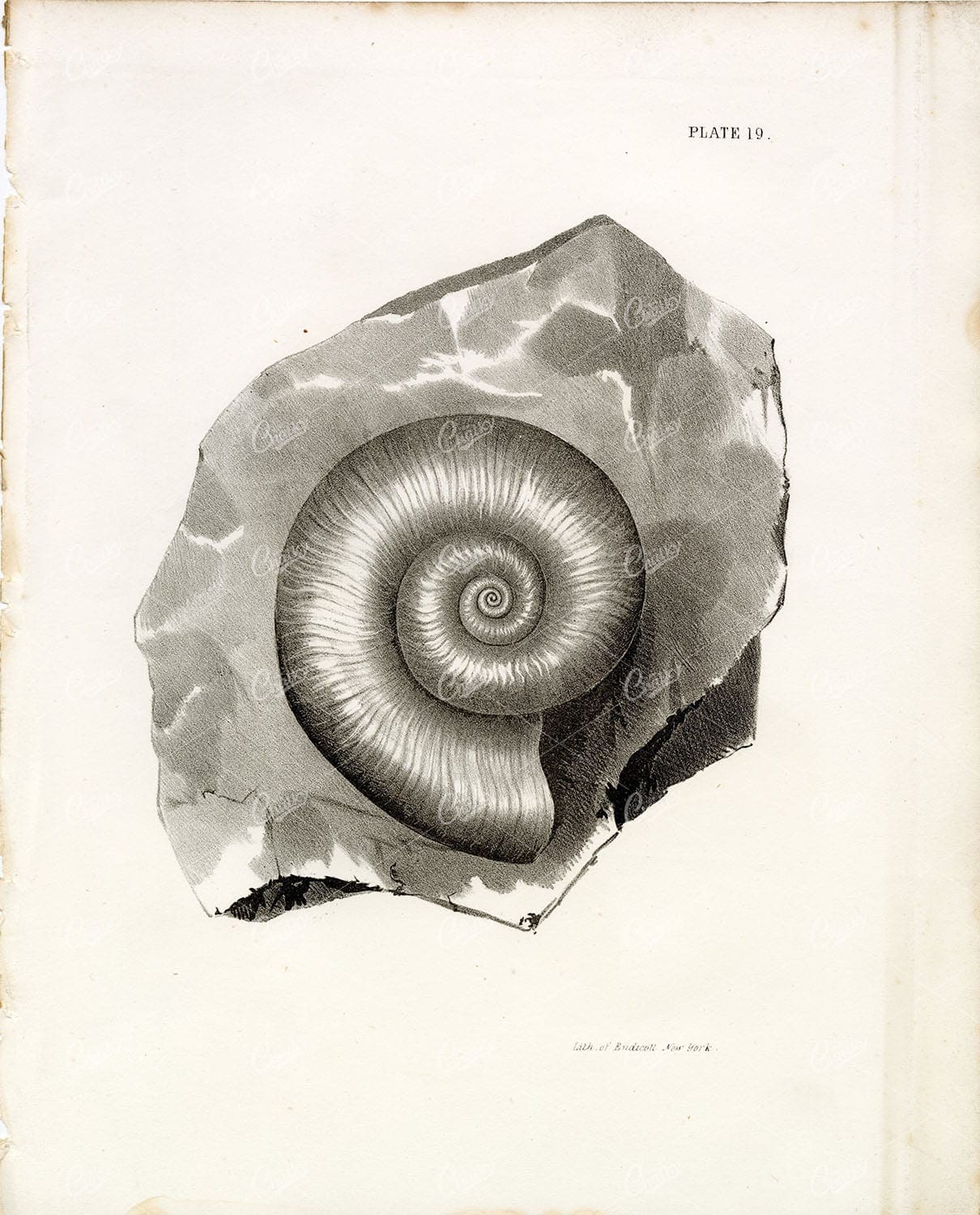 ANTIQUE Natural History Fossil Lithograph of Endicott, New York