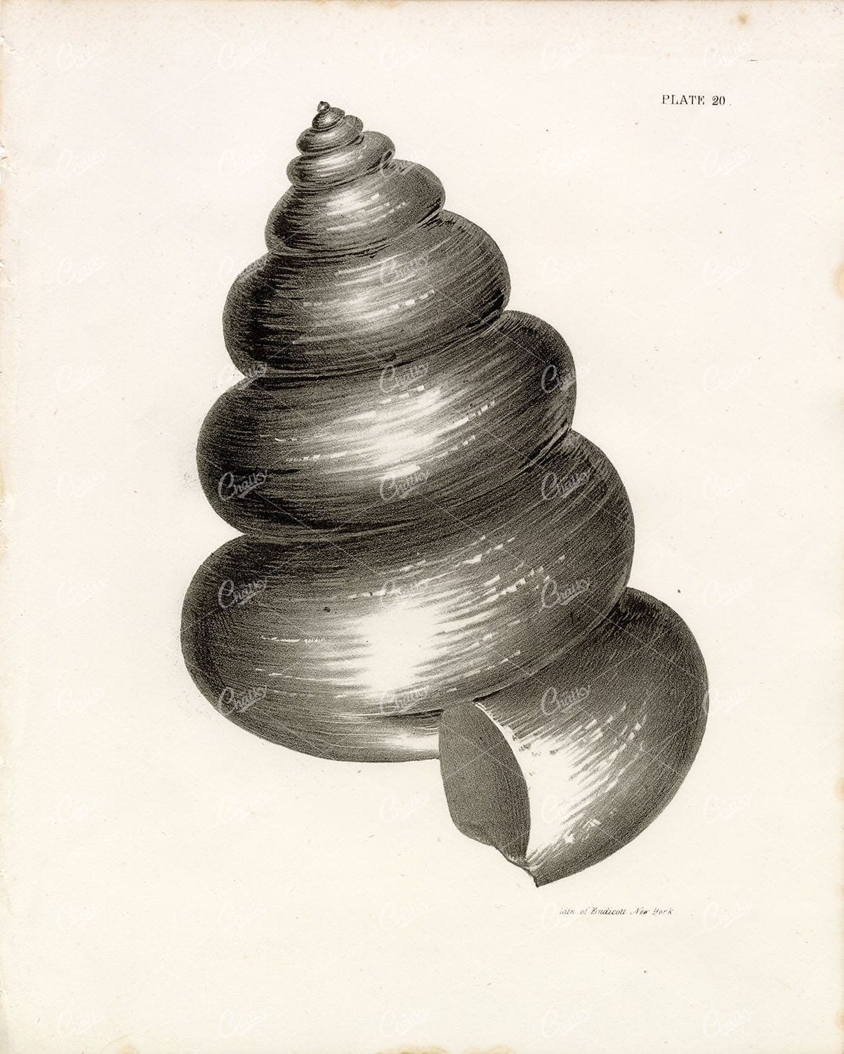 ANTIQUE Natural History Shell Lithograph of Endicott, New York