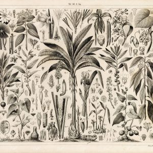 AROMATIC Plants Lily Ginger Vanilla Camphor - 1844 Engraving Print