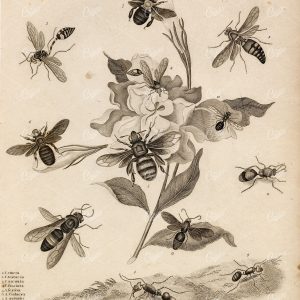 ENTOMOLOGY Wasps Bees Ants Insects - 1820 A. REES Antique Print