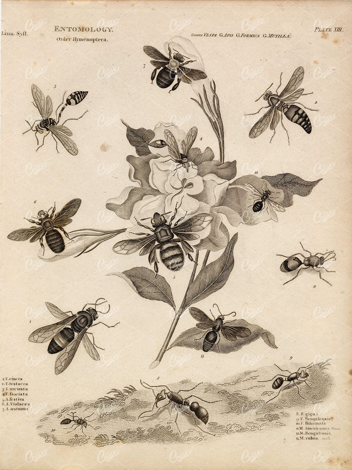 ENTOMOLOGY Wasps Bees Ants Insects - 1820 A. REES Antique Print
