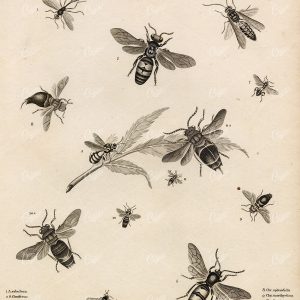 ENTOMOLOGY Wasps Insects Order - 1820 A. REES Antique Print