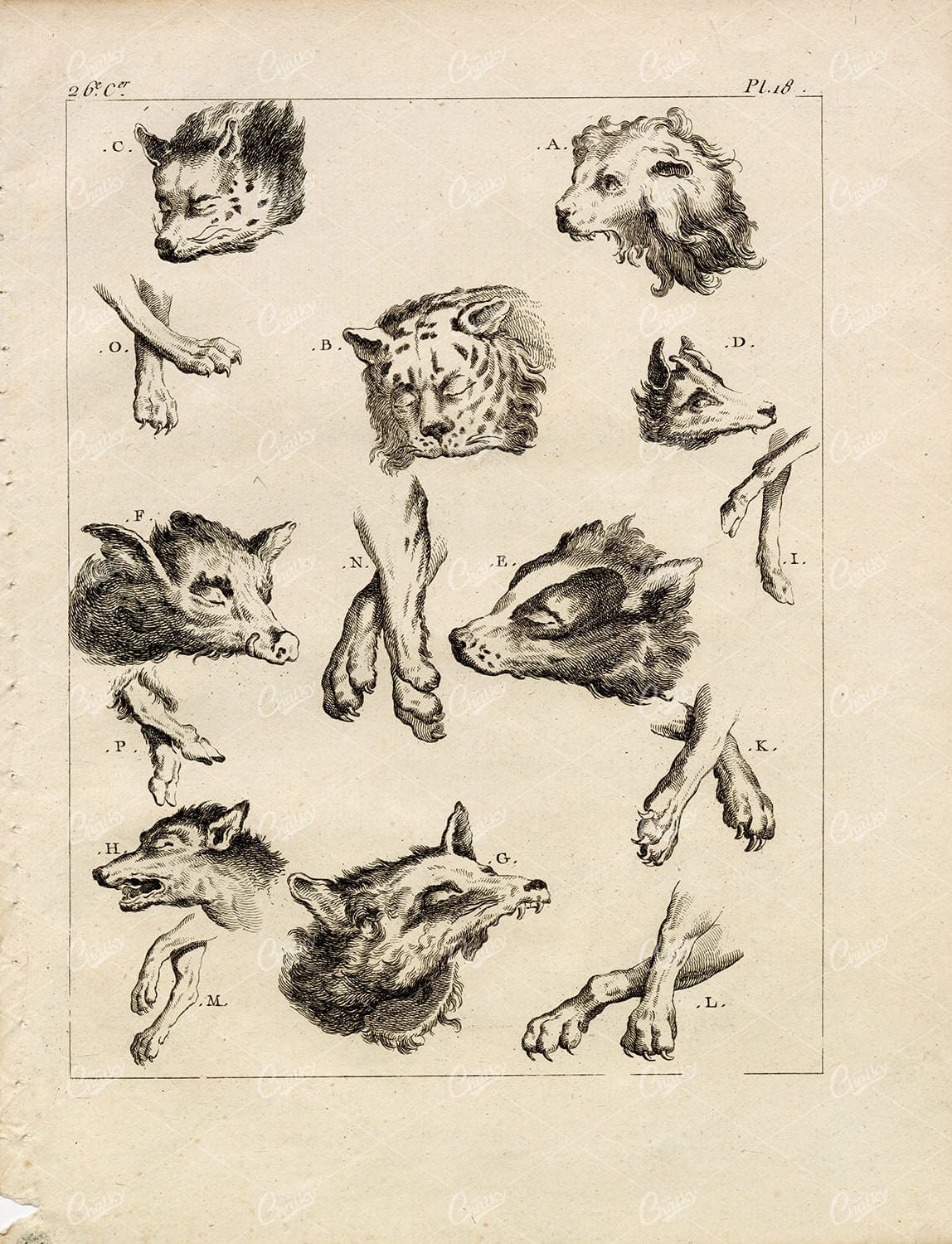 PERSIA Wild Animals of Persians Heads & Paws - 1774 Print Copperplate