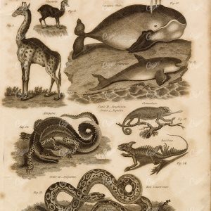 ZOOLOGY Whale Chameleon Basilisk Boa Alligator - 1822 Original Engraving