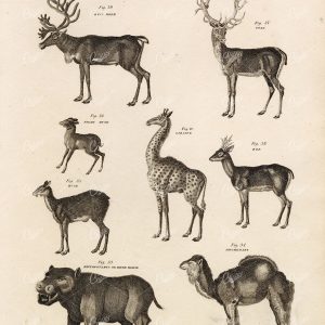 MAMMALS Reindeer Stag Giraffe Musk Camel River Horse - 1818 Antique Print