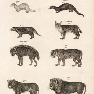 MAMMALS Lynx Tiger Lion Lioness Hyena Civet Ferret - 1818 Antique Print