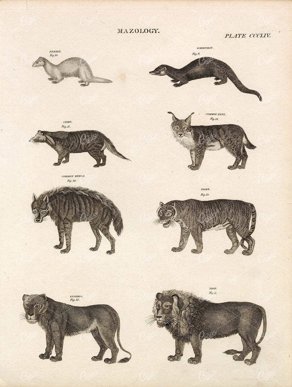 MAMMALS Lynx Tiger Lion Lioness Hyena Civet Ferret - 1818 Antique Print