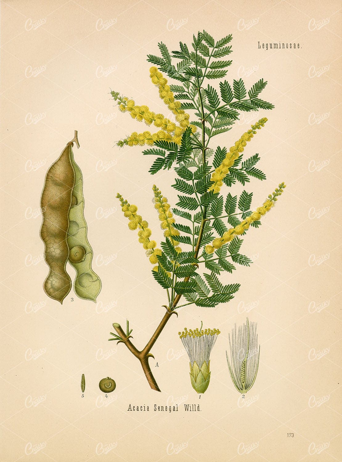 GUM Arabic Tree Medicinal Acacia Senegal - Beautiful Botanical Print