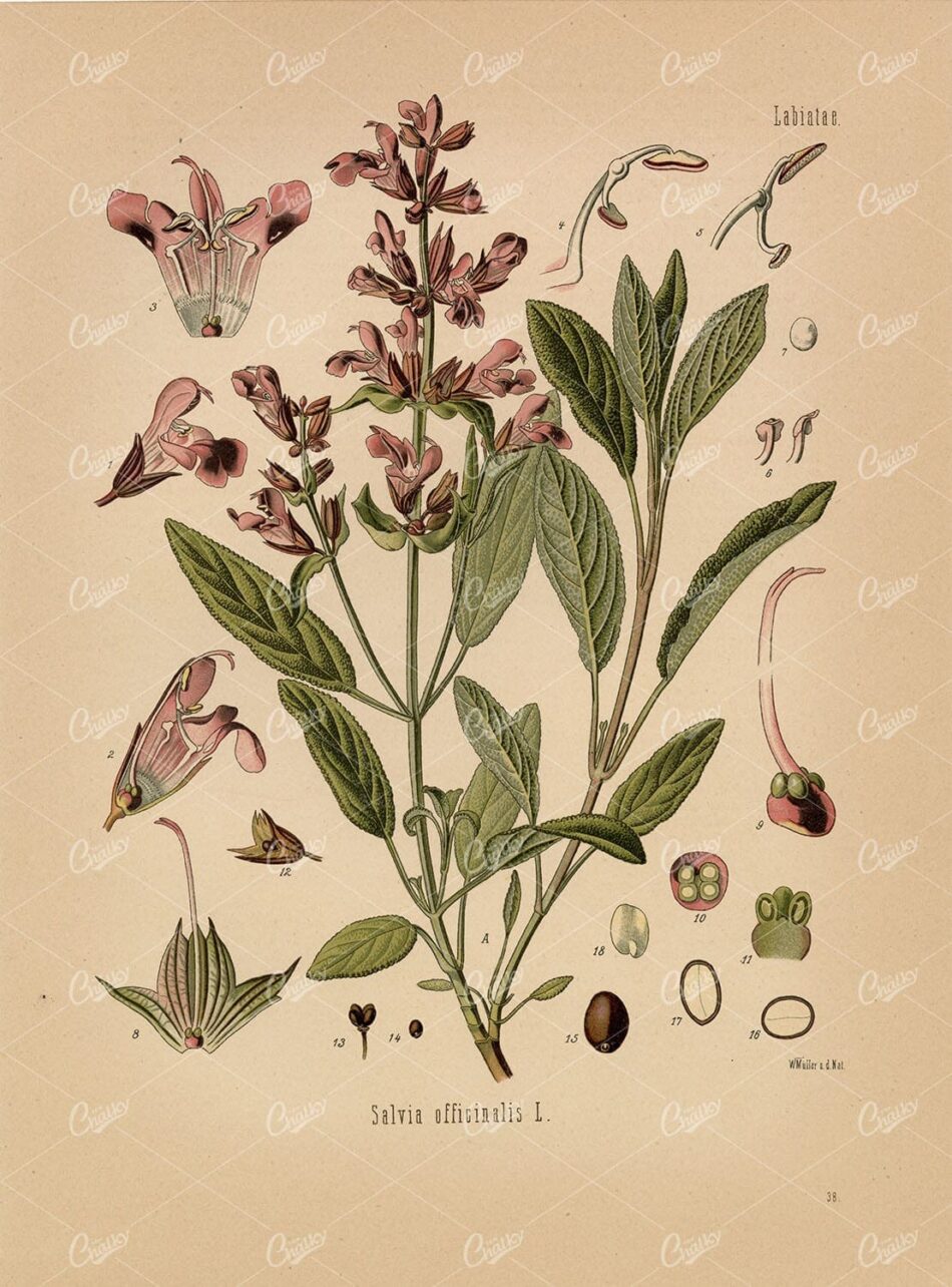 GARDEN SAGE Medicinal Salvia Officinalis - Beautiful Botanical Print