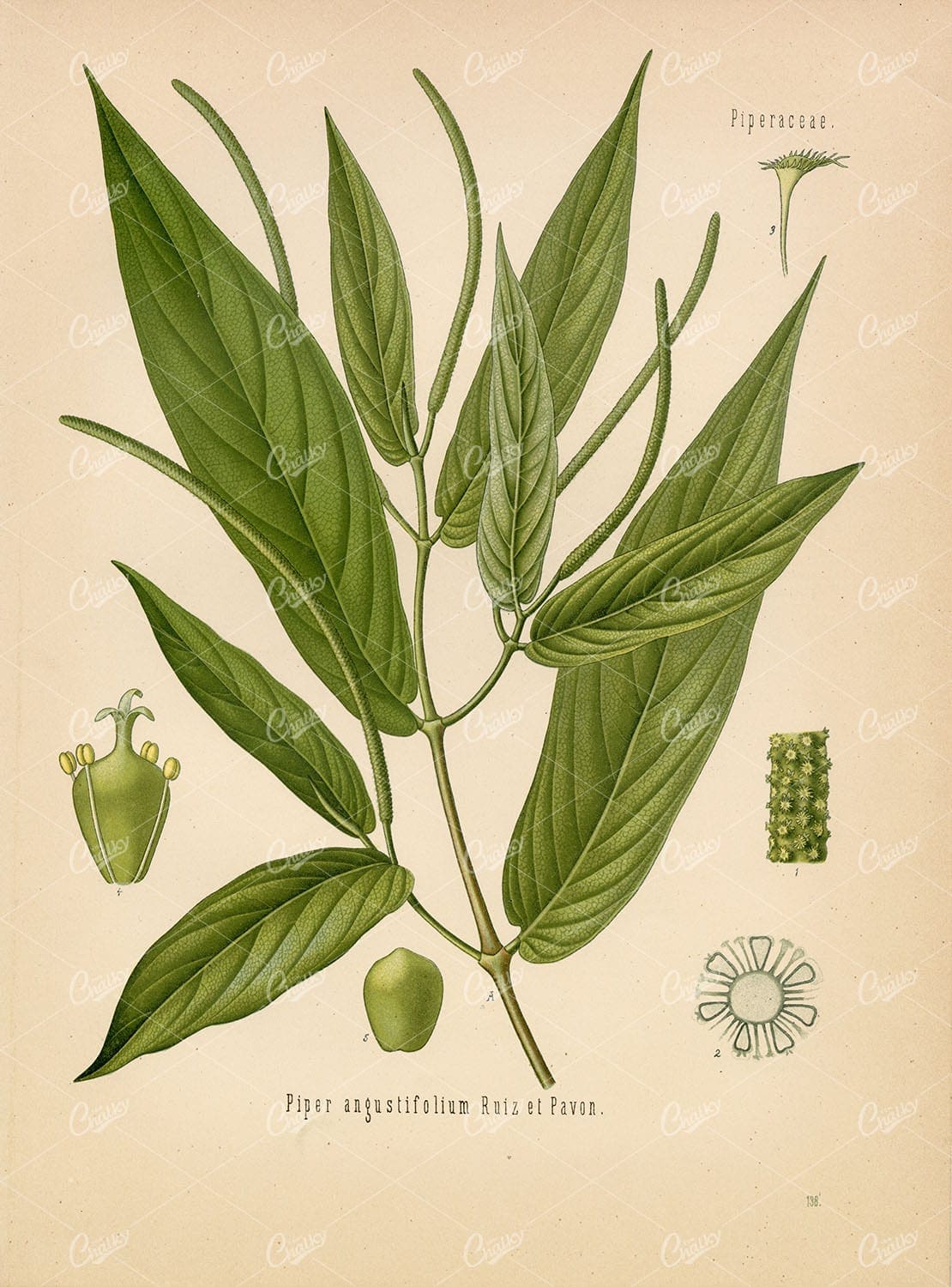 SPIKED PEPPER Spice Plant Piper Augustifolium - Beautiful Botanical Print