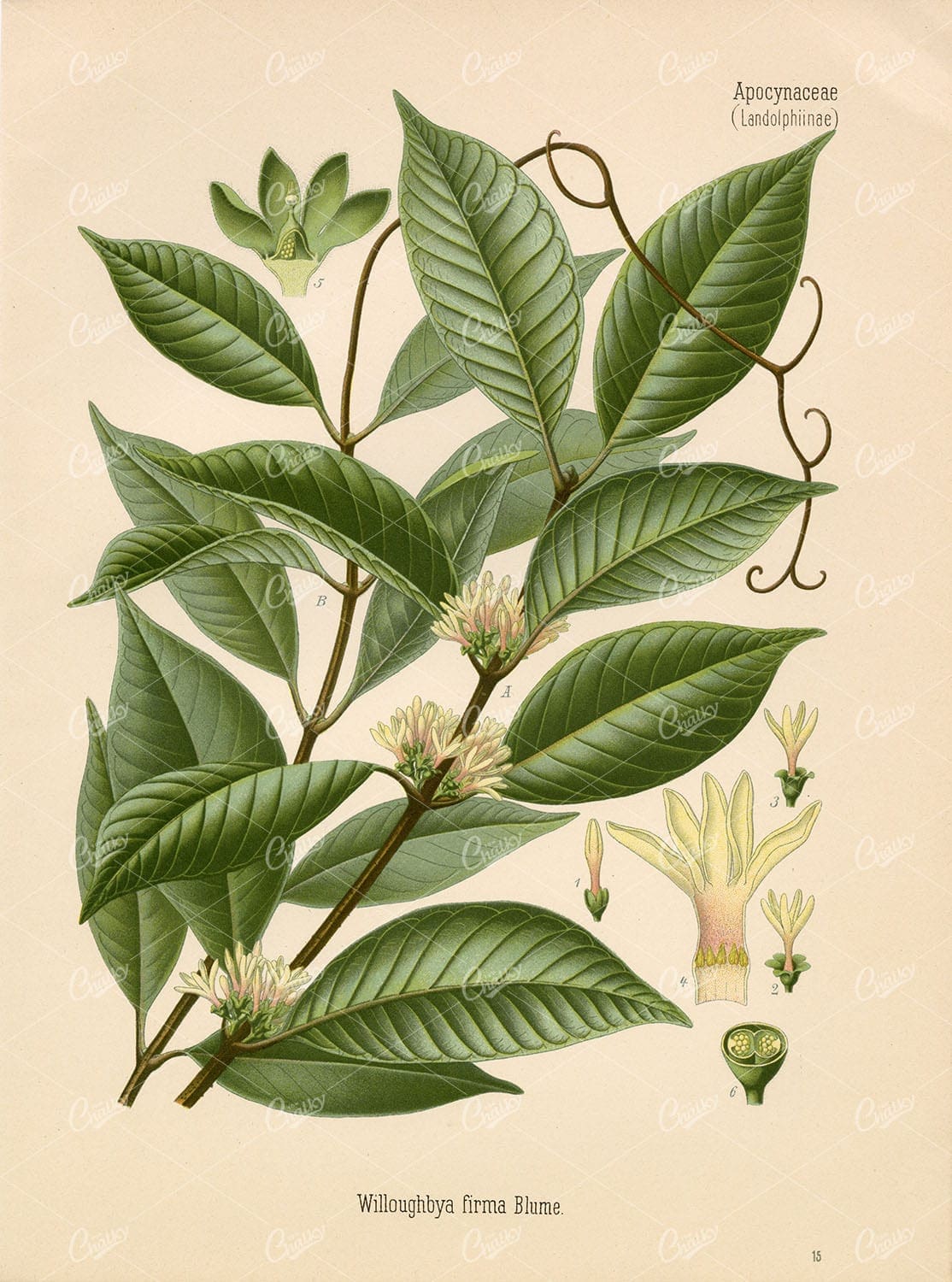 JUNGLE LIANA Medicinal Willughbeia Firma - Beautiful Botanical Print