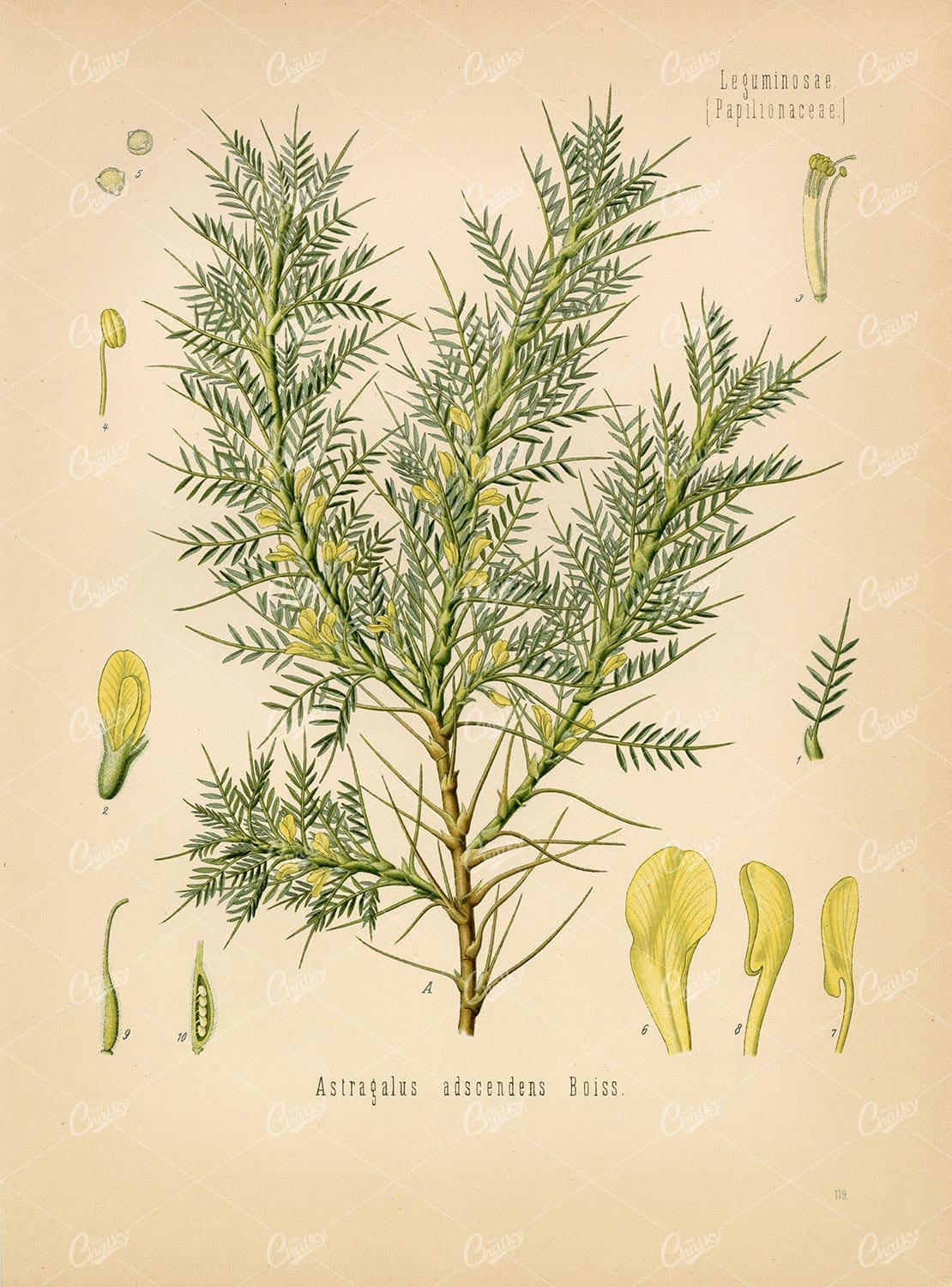 PERSIAN MAQNNA Medicinal Astragalus Adscendens - Beautiful Botanical Print