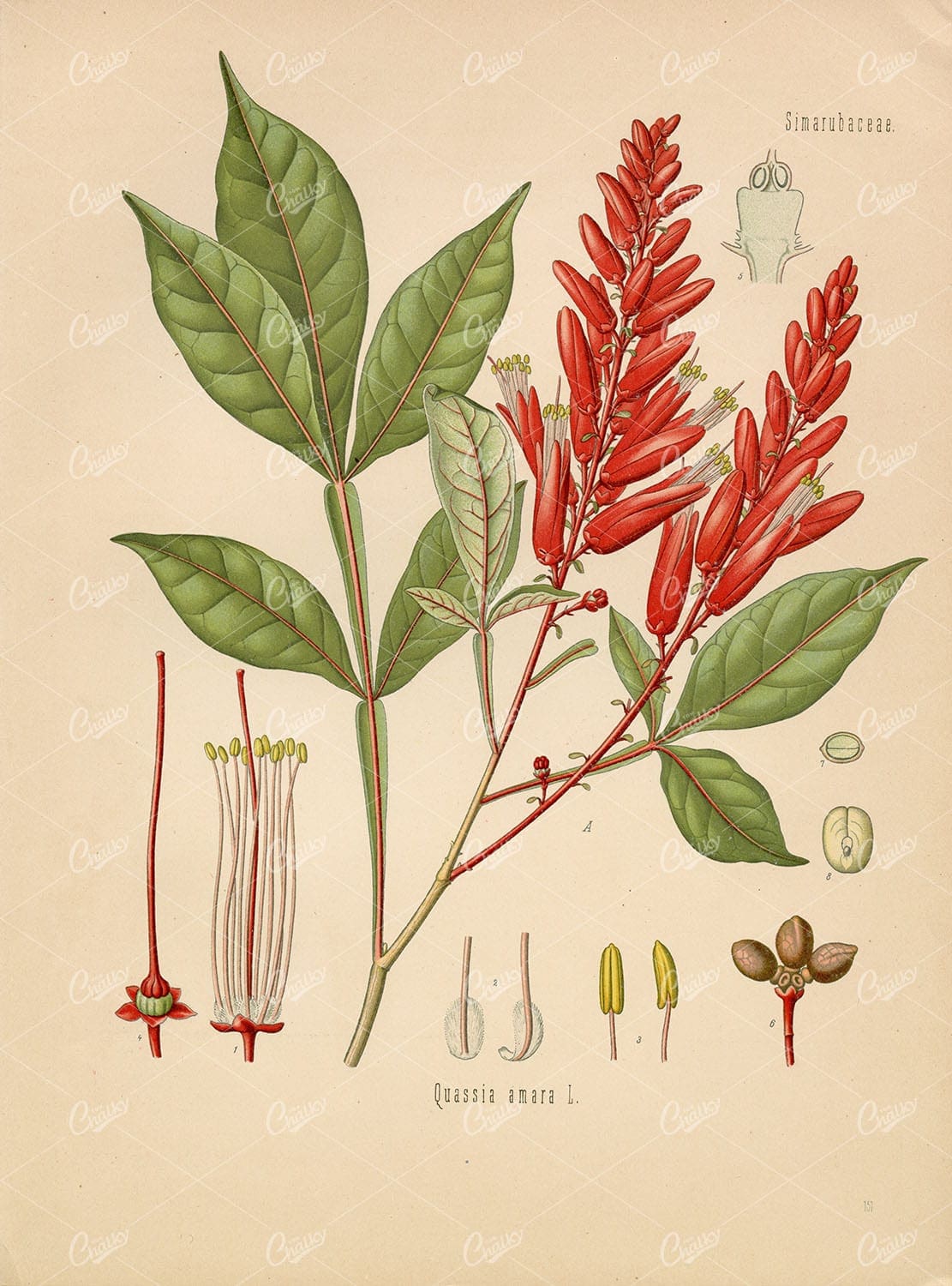 BITTER WOOD Medicinal Plant Quassia Amara - Beautiful Botanical Print