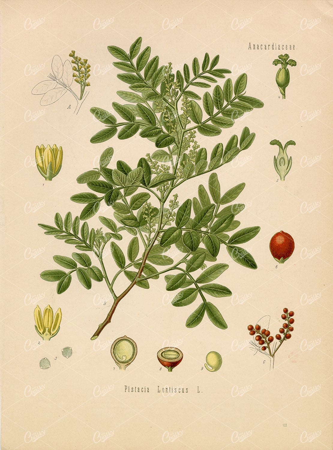 MASTIC TREE Medicinal Pistacia Lentiscus - Beautiful Botanical Print