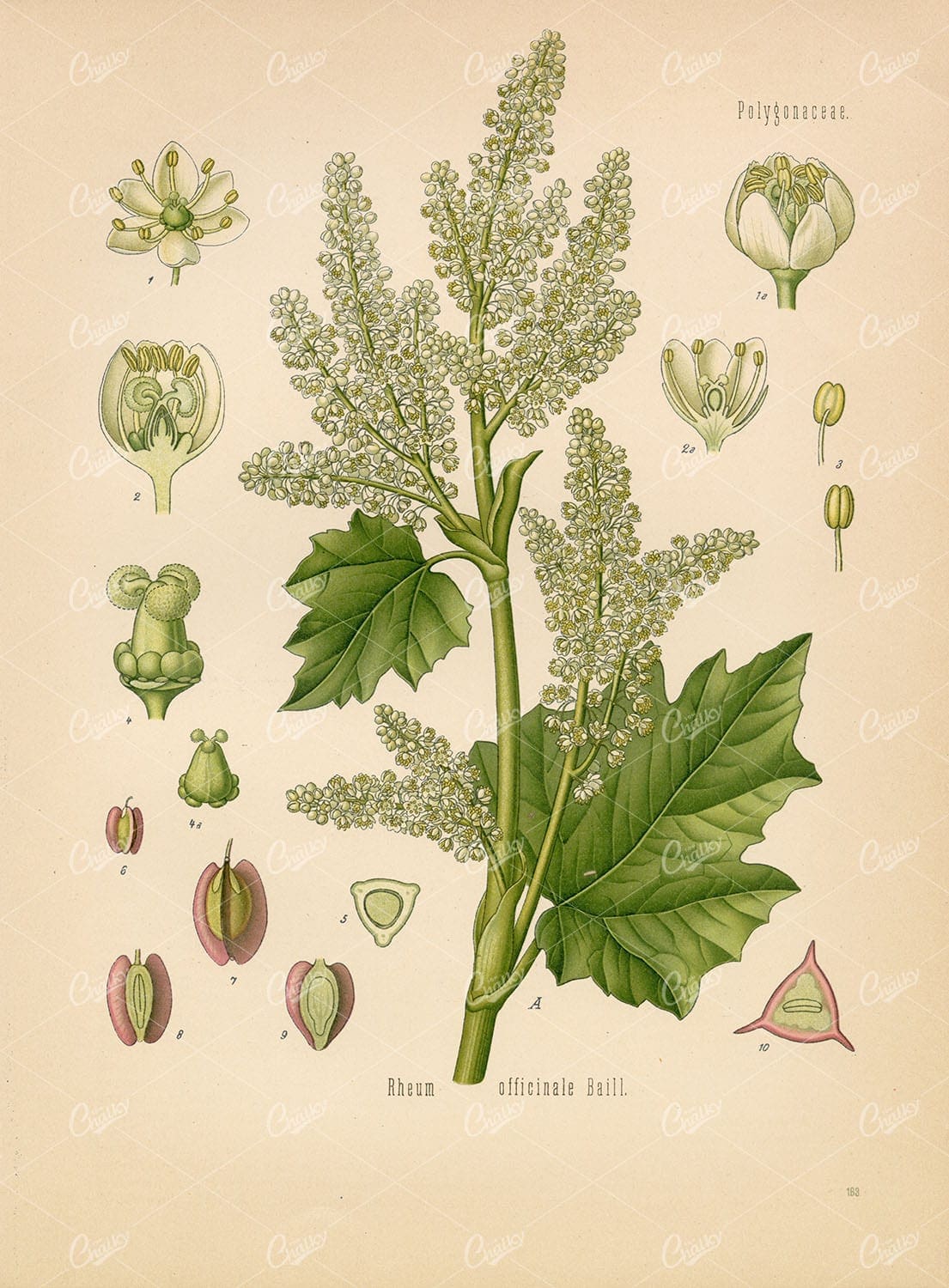 THIBETAN RHUBARB Medicinal Rheum Officinale - Beautiful Botanical Print