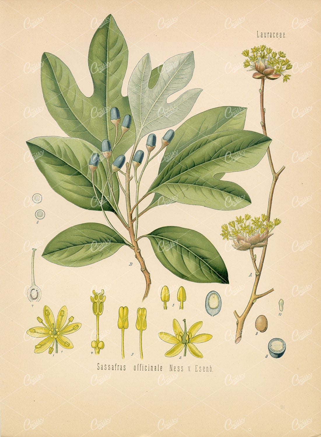 SASSAFRAS OFFICINALE Medicianl Plant - Beautiful Botanical Print