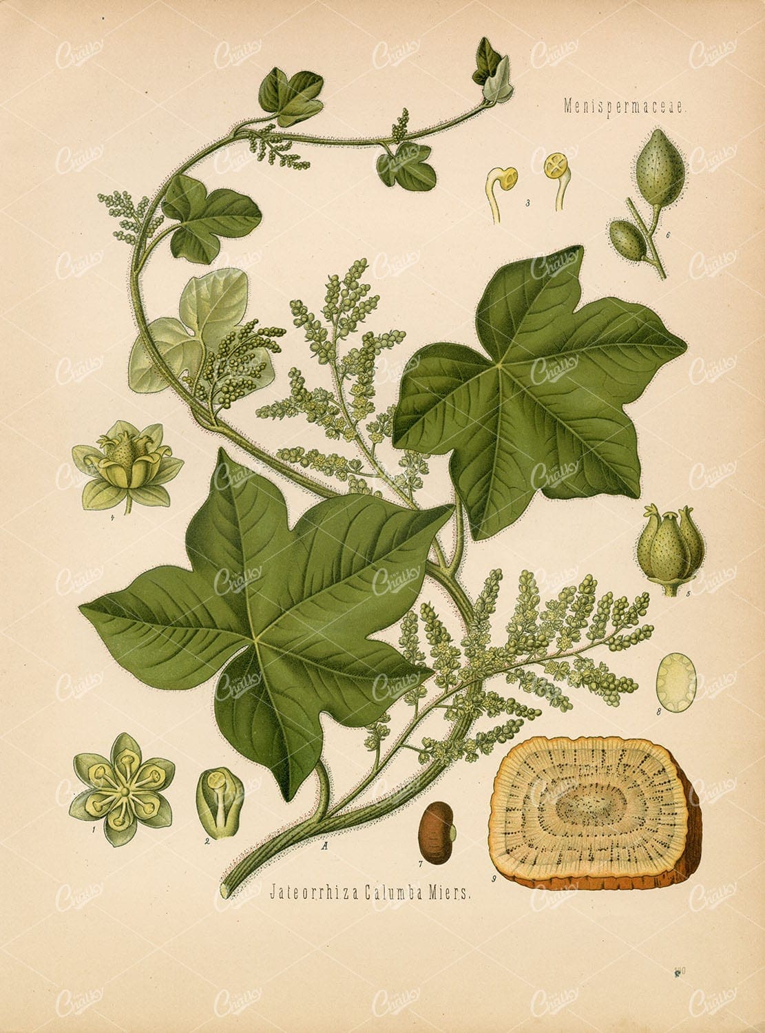 COLUMBA Medicinal Plant Jatrorhiza Palamata - Litho Botanical Print