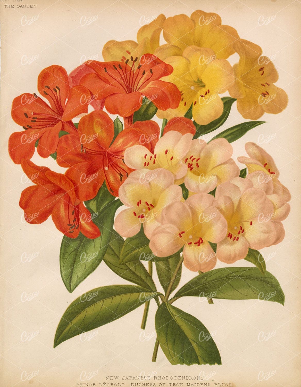 ANTIQUE Victorian 1879 Botanical Plate - New Japanese Rhododendrons