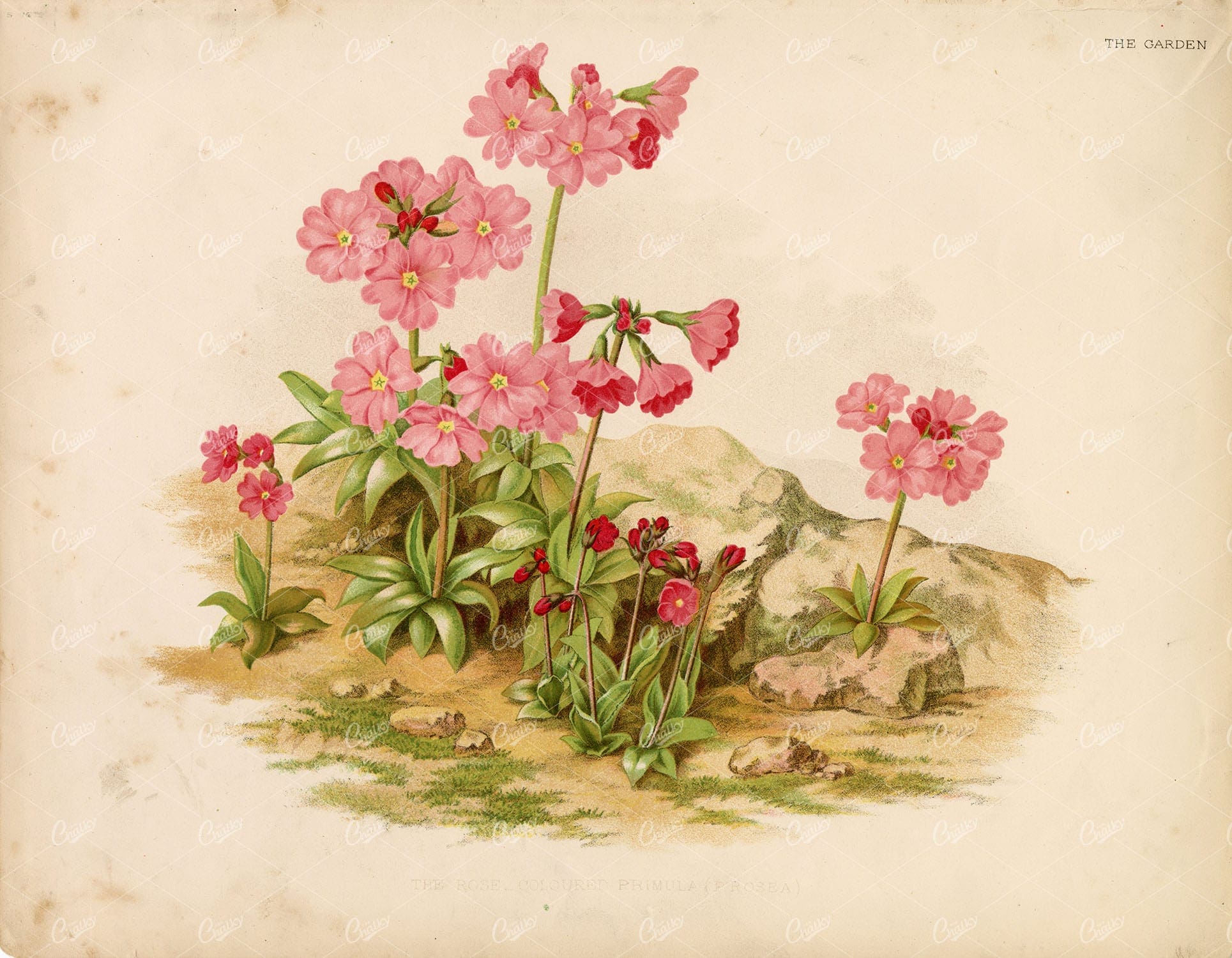 ANTIQUE Victorian 1879 Botanical Plate - Scarce Coloured Print