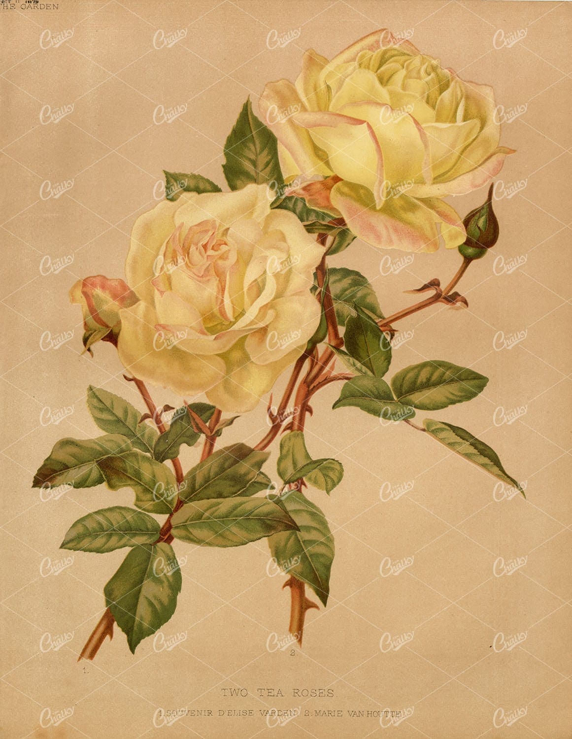 ANTIQUE Victorian 1879 Botanical Plate - Two Tea Roses