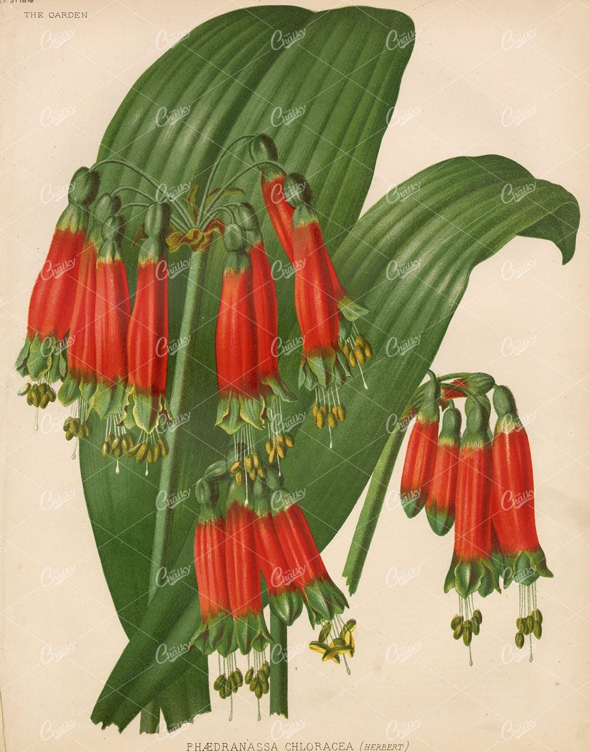 ANTIQUE Victorian 1879 Botanical Plate - Phaedranassa Chloracea