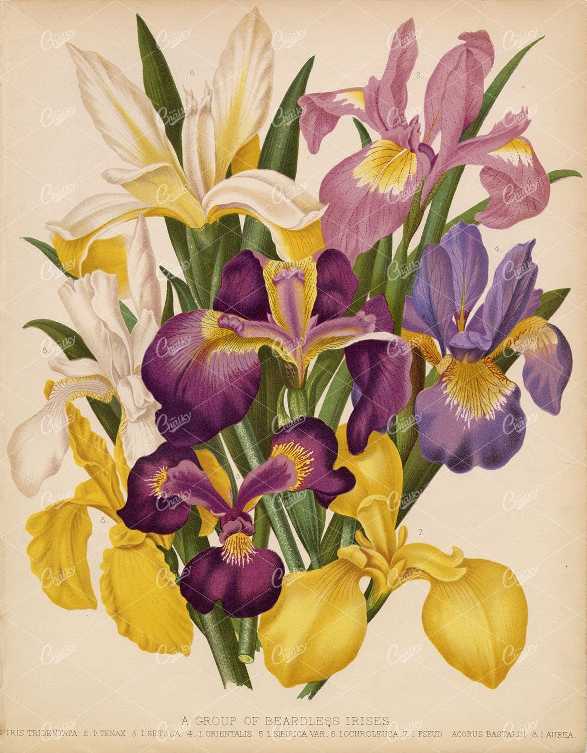 ANTIQUE Original Victorian 1879 Botanical Plate - Beardless Irises