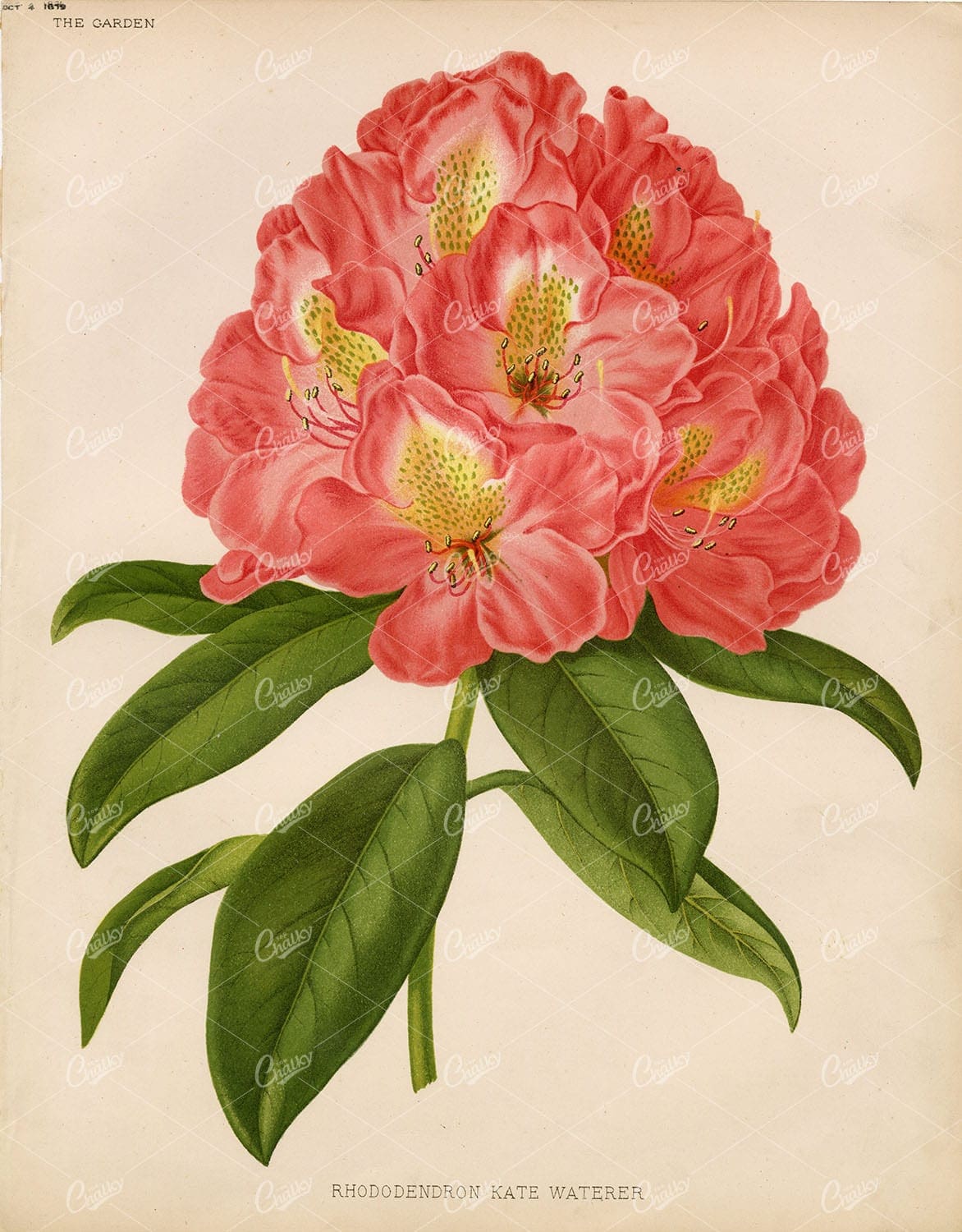 ANTIQUE Victorian 1879 Botanical Plate - Rhodedendron Kate Waterer