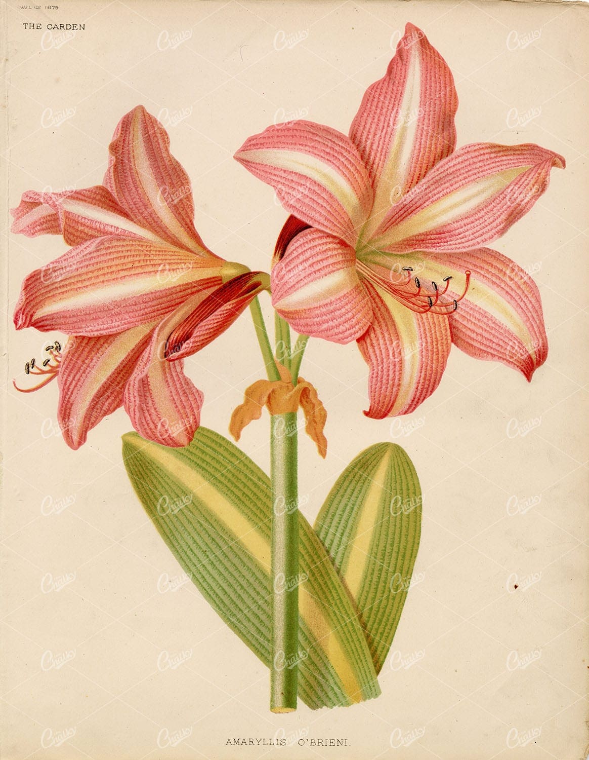 ANTIQUE Original Victorian 1879 Botanical Plate - Amaryllis O'Brieni