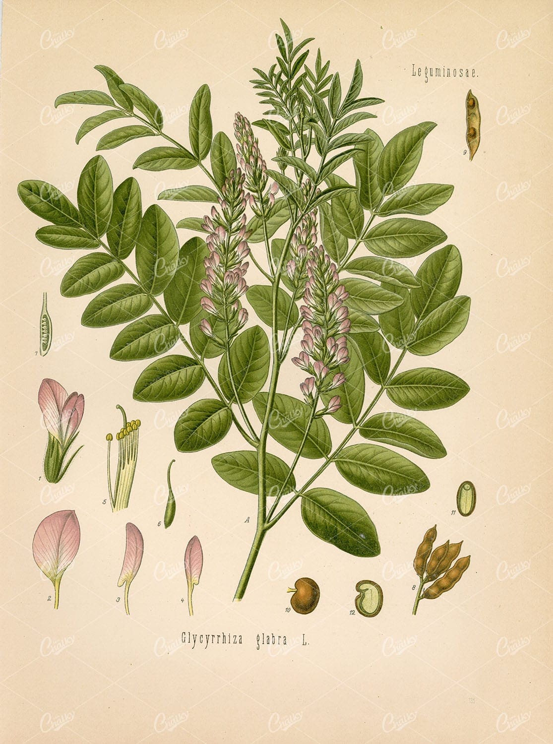 LICORICE Medicinal Glycyrrhiza Glarba - Beautiful COLOUR Botanical Print