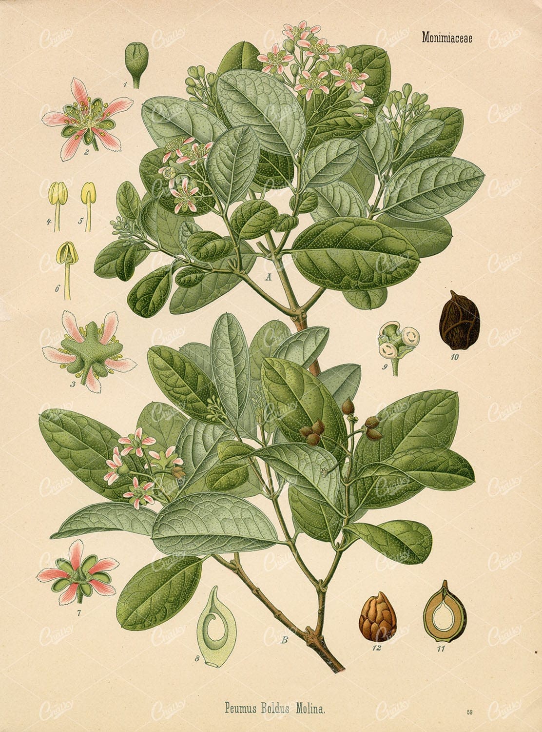 BOLDO TREE Medicinal Peumus Boldus - Beautiful COLOUR Botanical Print