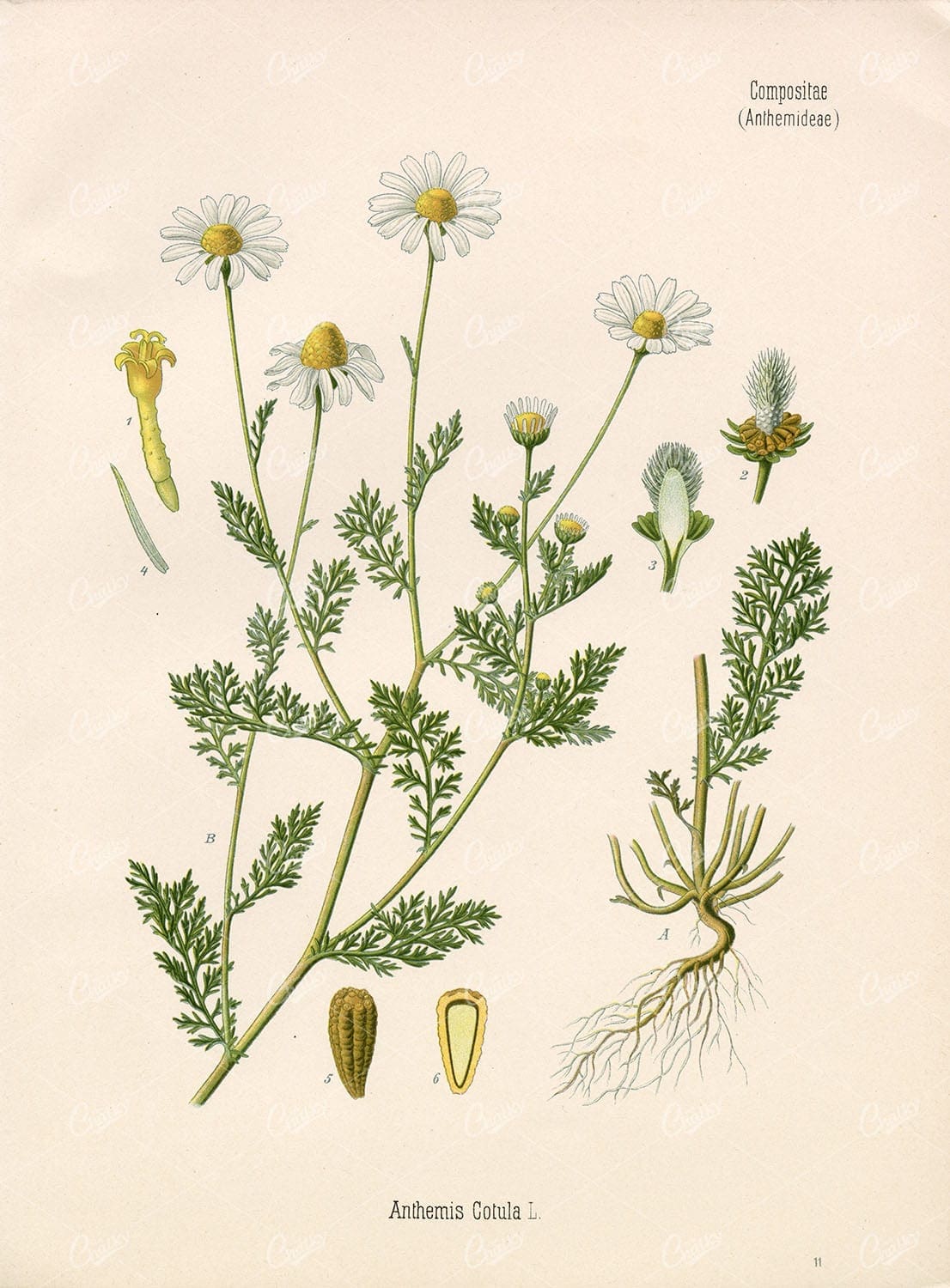 MAYWEED or Chamomile Medicinal Anthemis Cotula - Beautiful Botany Print