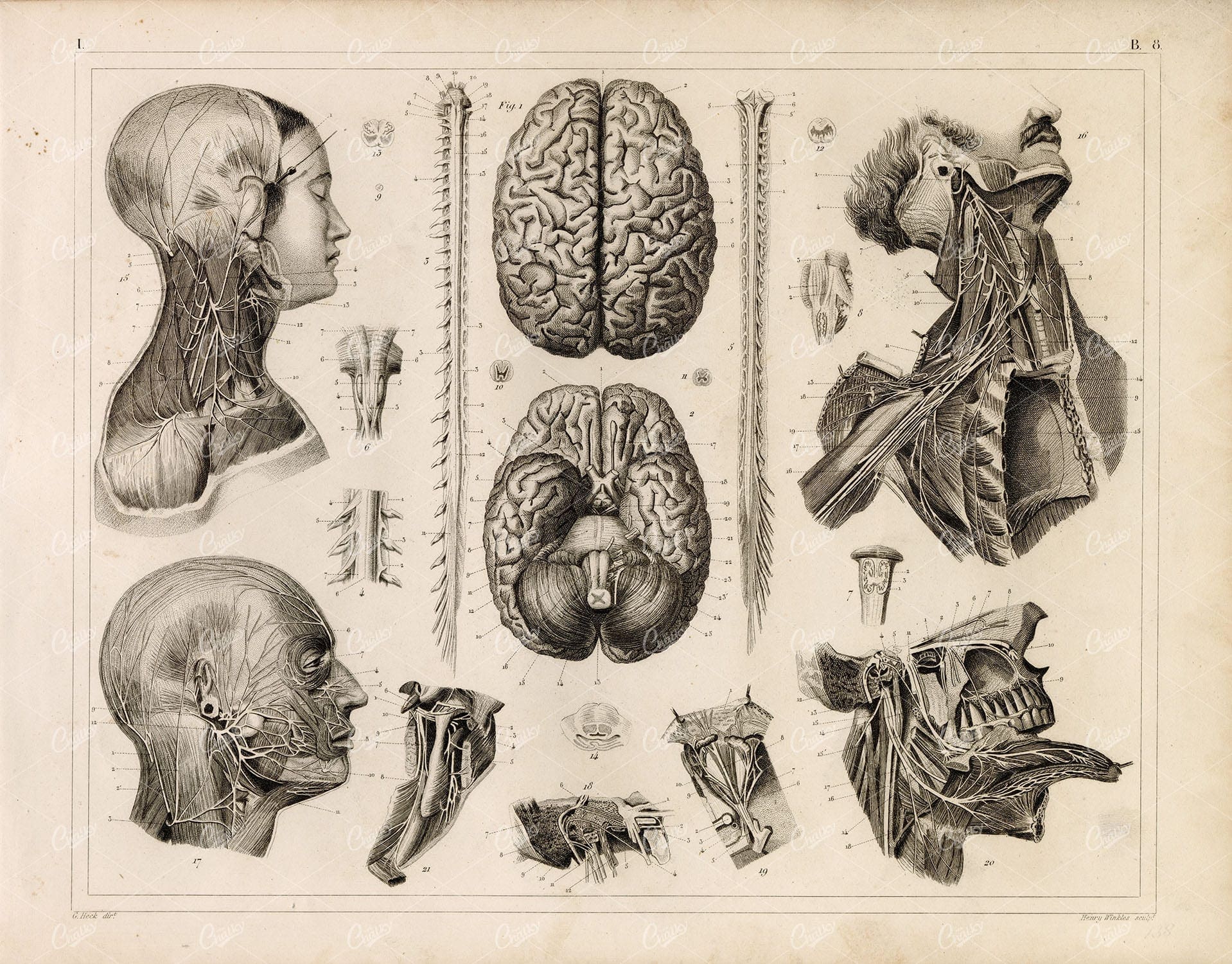 1849 Bilder Human ANATOMY Print - Nervous System Brain Head Spine