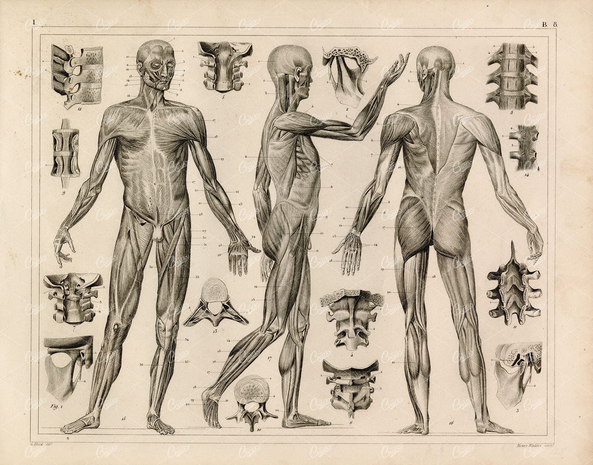 1849 Bilder Human ANATOMY Print - Muscles Fascia Ligaments Spine