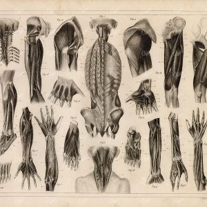 1849 Bilder Human ANATOMY Print Skeleton Muscles Legs Arms Feet Hands