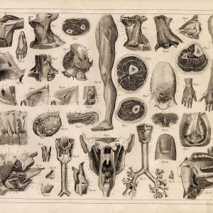 1849 Bilder Human ANATOMY Print Skeleton Muscles Tendons Mouth Throat