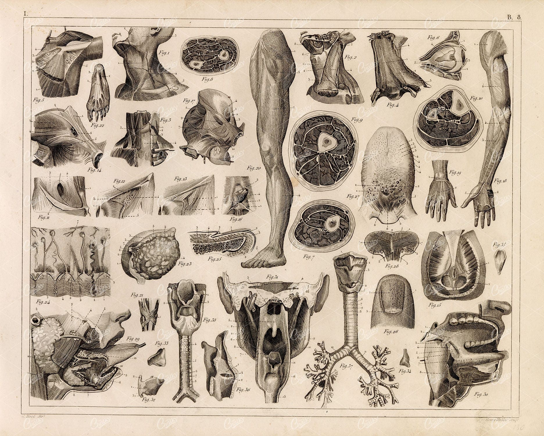 1849 Bilder Human ANATOMY Print Skeleton Muscles Tendons Mouth Throat