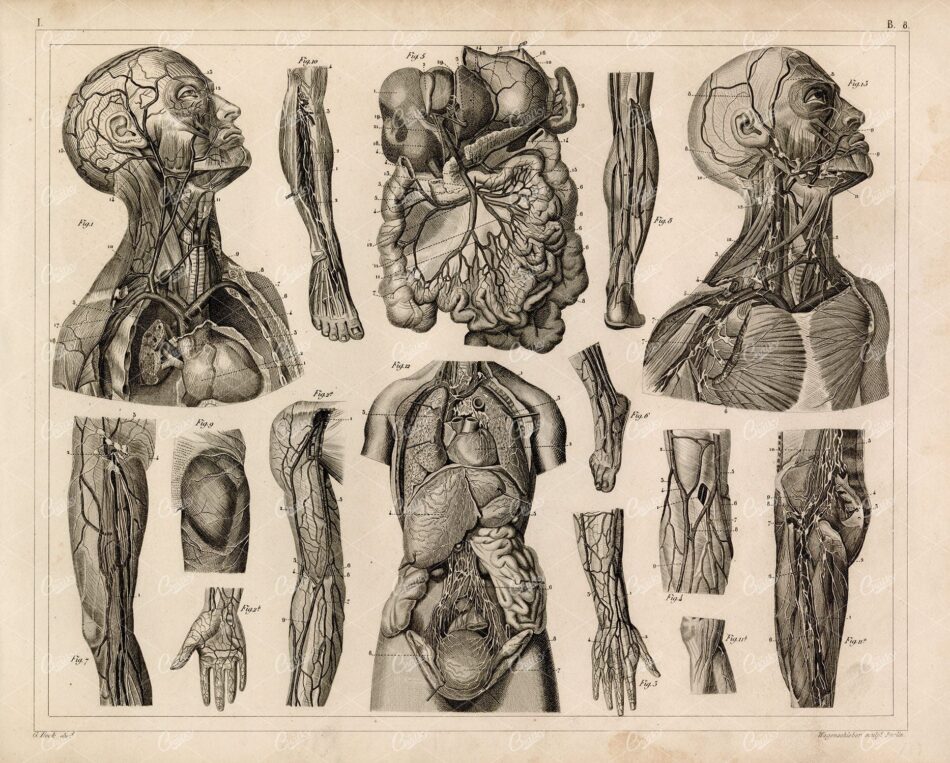 1849 Bilder Human ANATOMY Print - Circulatory System - Veins Organs