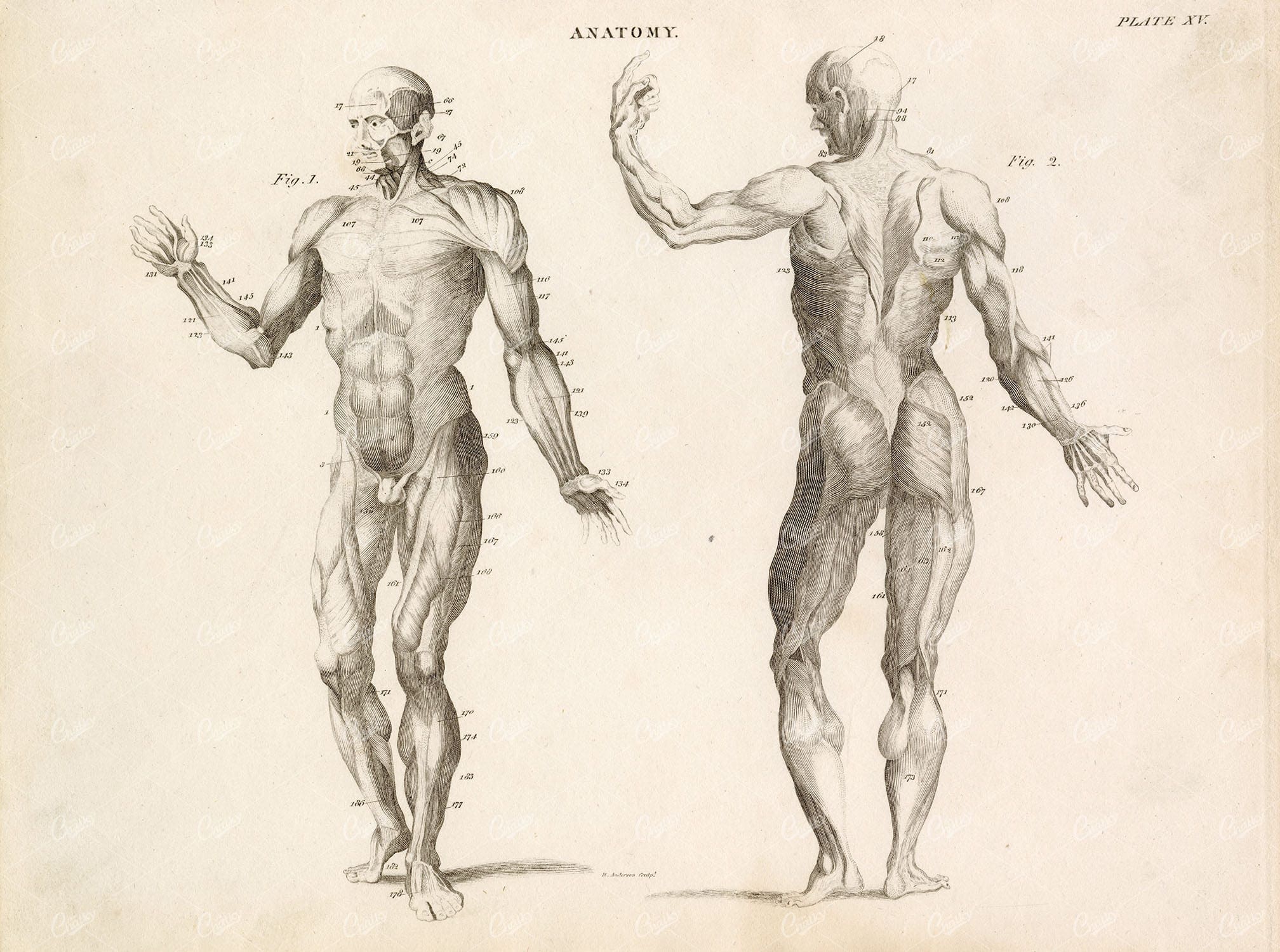 HUMAN Anatomy Body Muscles Front & Back View - 1808 Antique Print