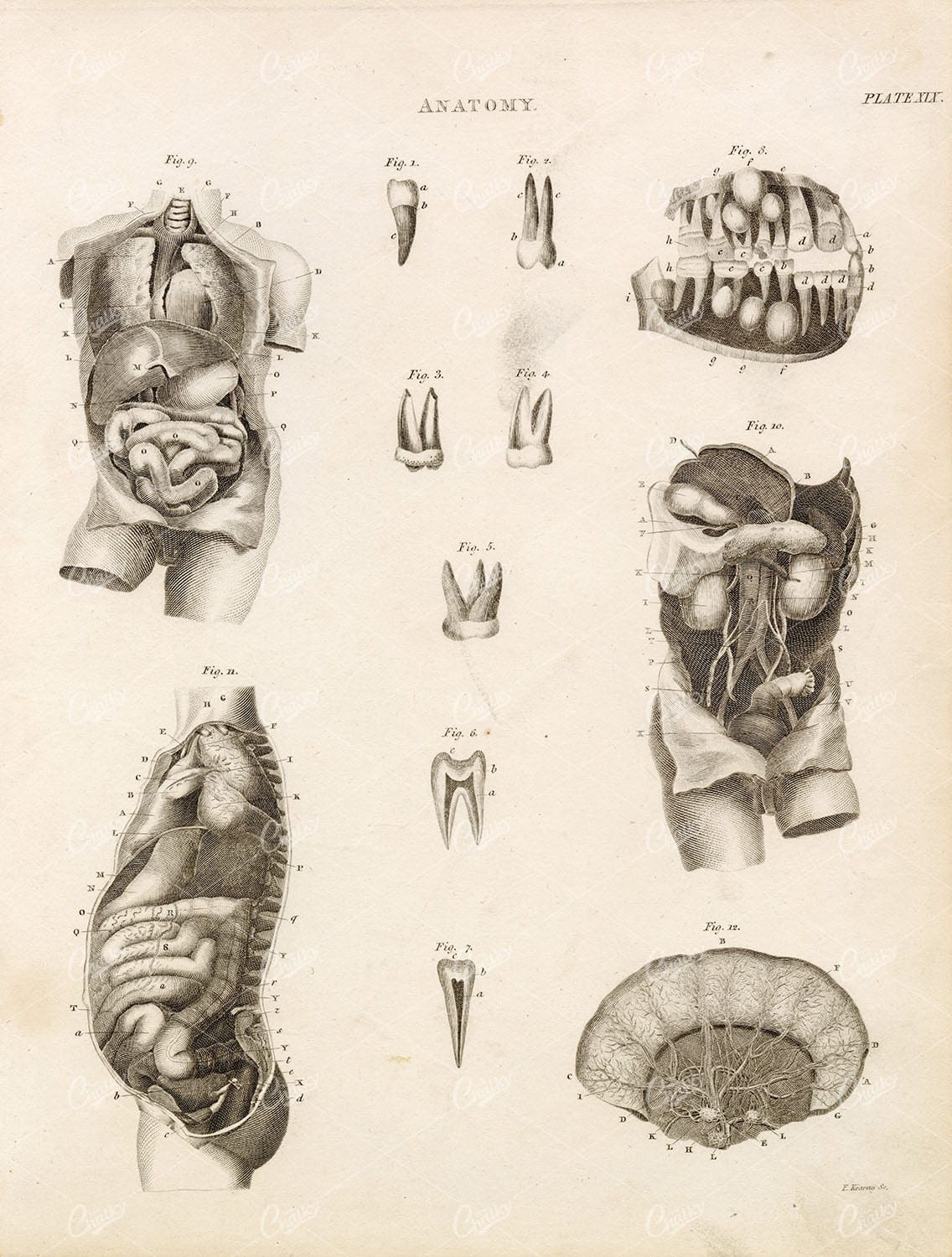 HUMAN Anatomy Internal Organs Teeth Viscera Belly - 1808 Antique Print