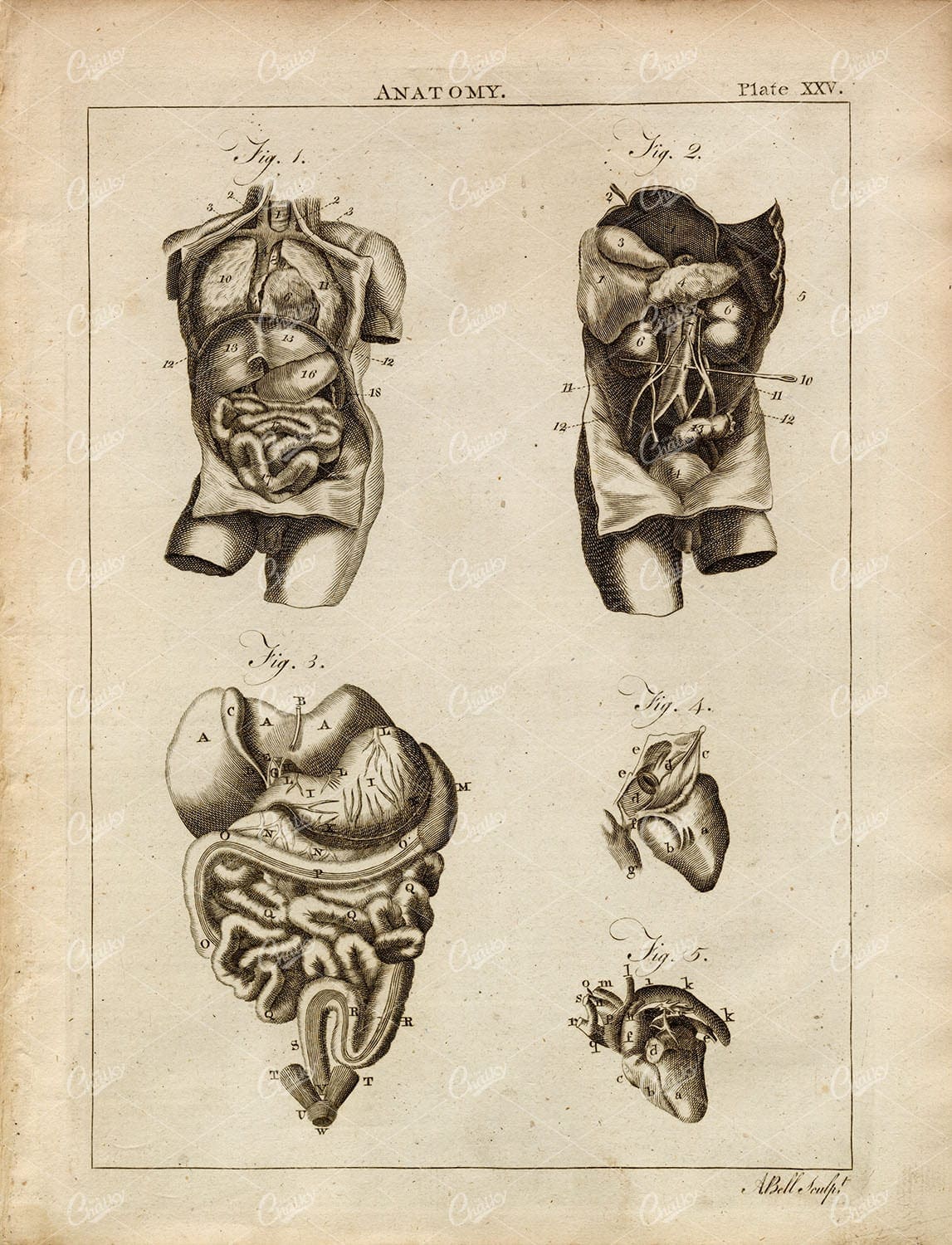 ANATOMY Internal Organs Viscera Liver Heart Foetus - 1797 Antique Print
