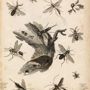 ENTOMOLOGY Wasps Sawfly Insects Order Hymenoptera - 1820 Antique Print